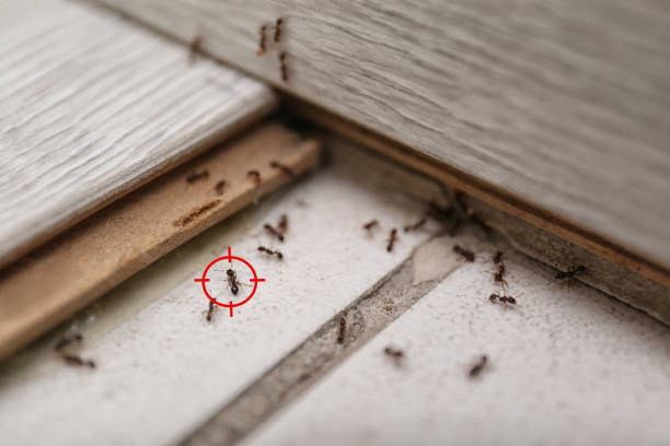 Best Wasp Removal Services  in Highland Rk, PA